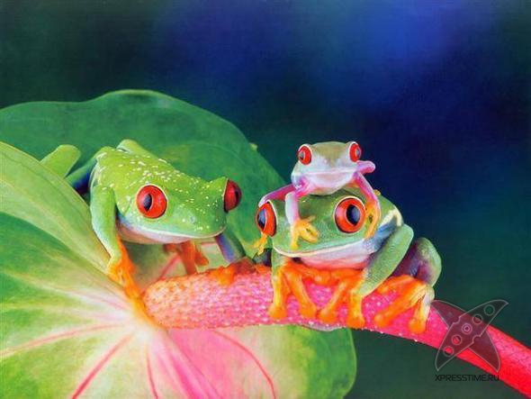 Смешные животные