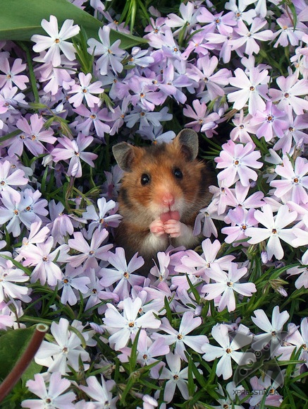 Смешные животные