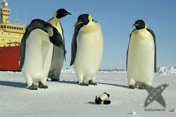 Смешные животные