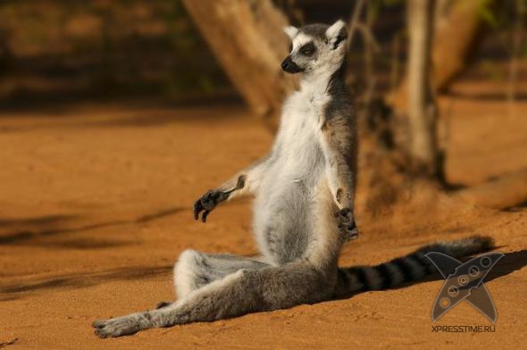 Смешные животные