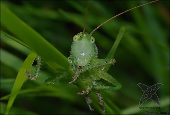 Смешные животные
