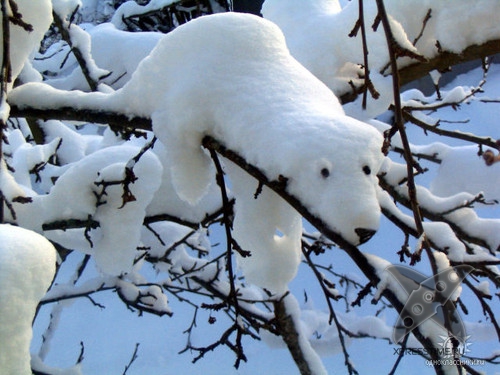 Смешные животные