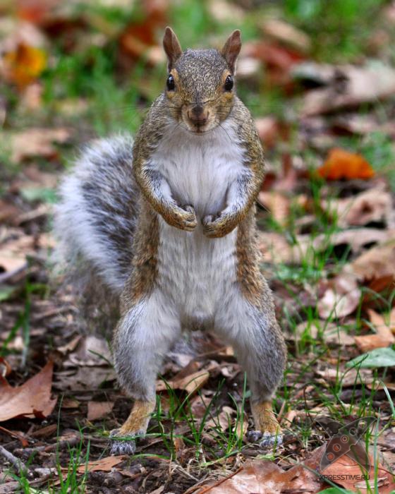 Смешные животные