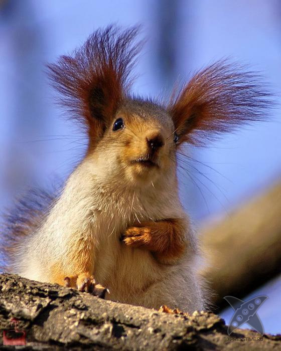 Смешные животные