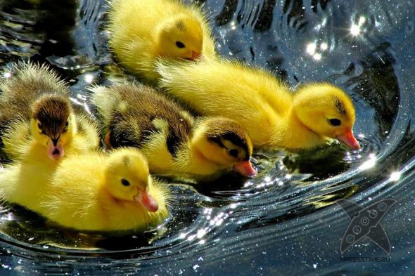 Смешные животные