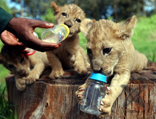 Смешные животные