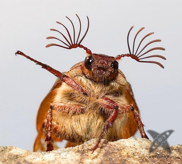 Смешные животные