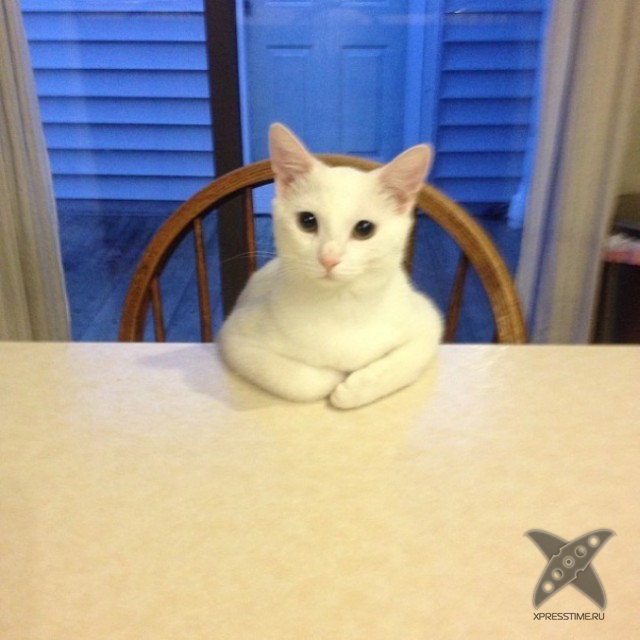 Правила жизни настоящего котэ