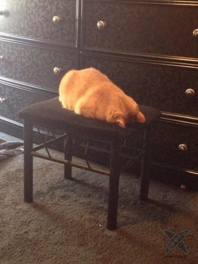 Правила жизни настоящего котэ