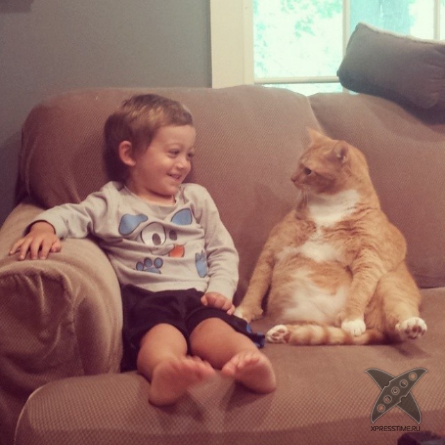 Правила жизни настоящего котэ