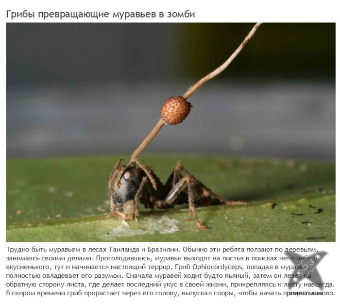 Зомби-паразиты