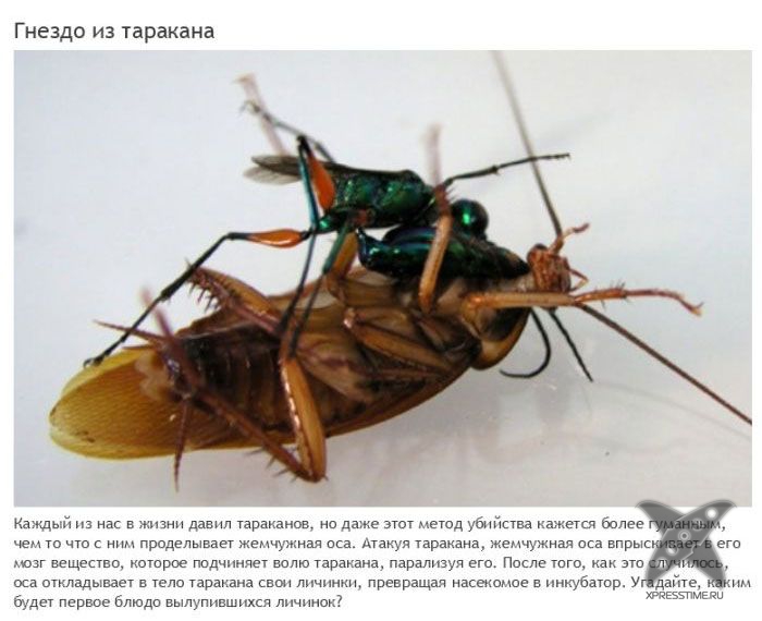 Зомби-паразиты