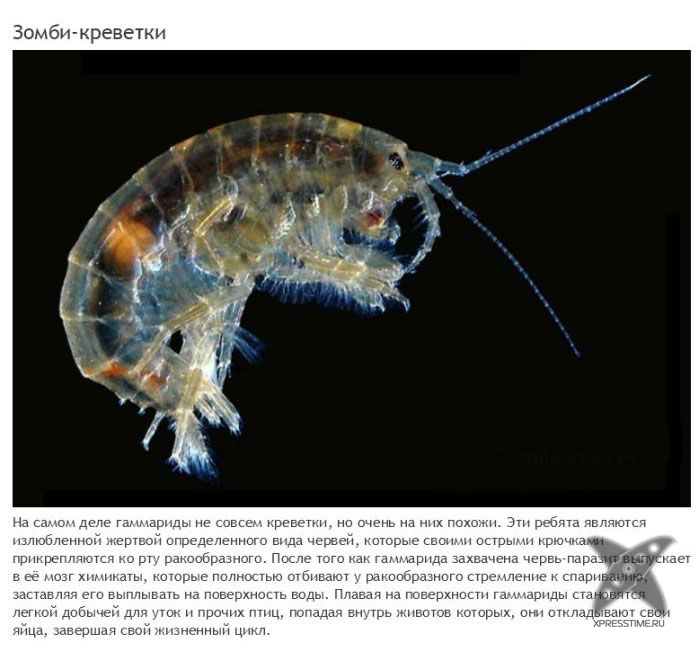 Зомби-паразиты