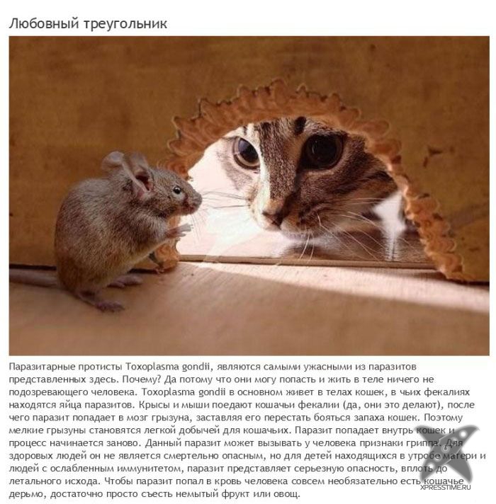 Зомби-паразиты