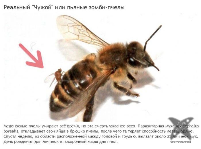 Зомби-паразиты