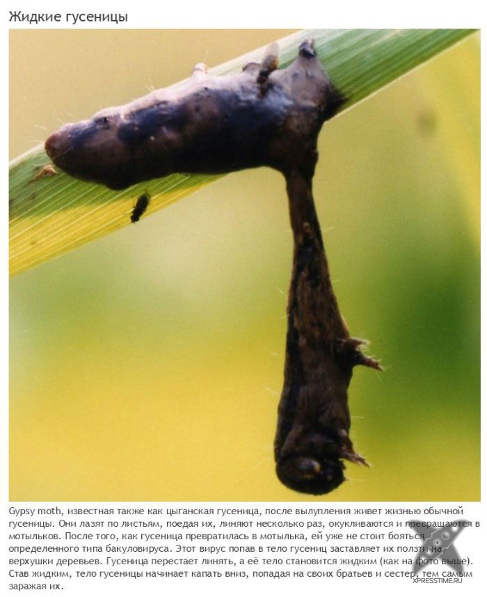 Зомби-паразиты