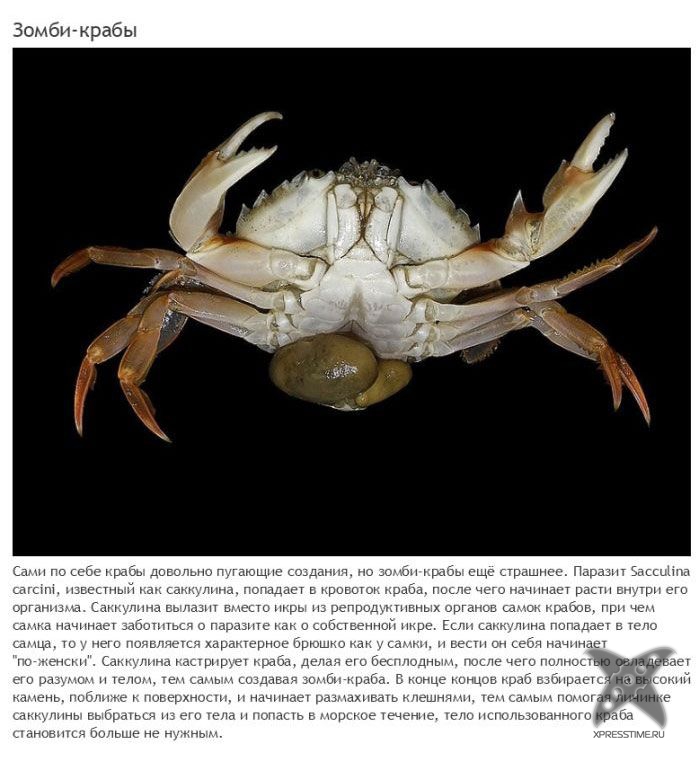 Зомби-паразиты