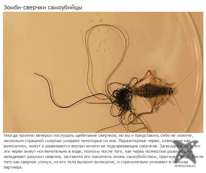 Зомби-паразиты