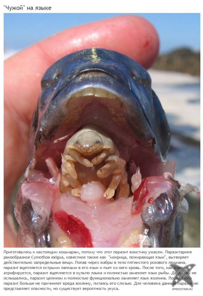 Зомби-паразиты