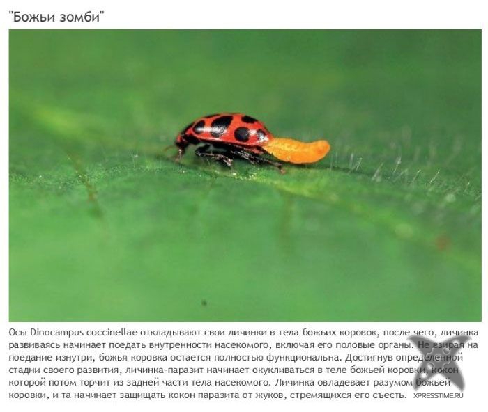 Зомби-паразиты