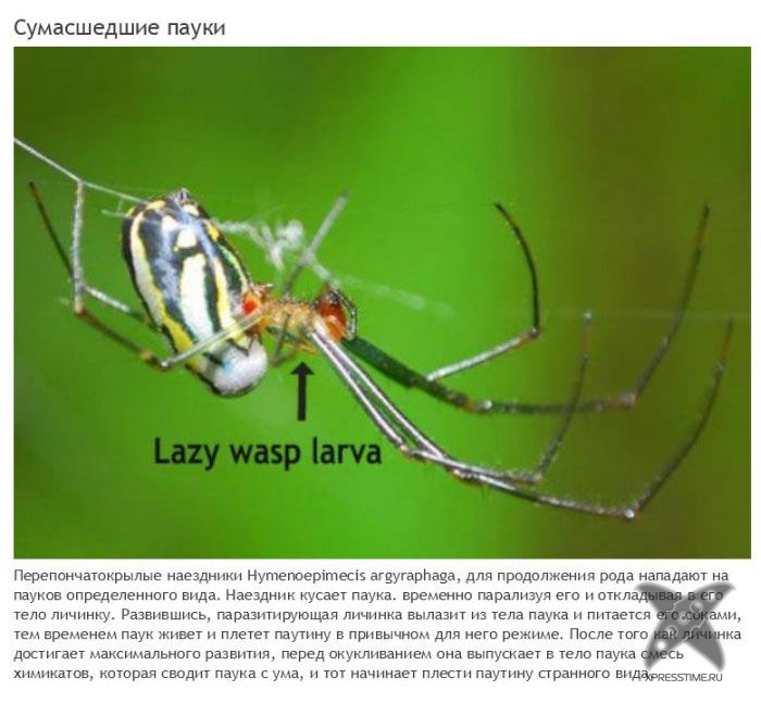 Зомби-паразиты