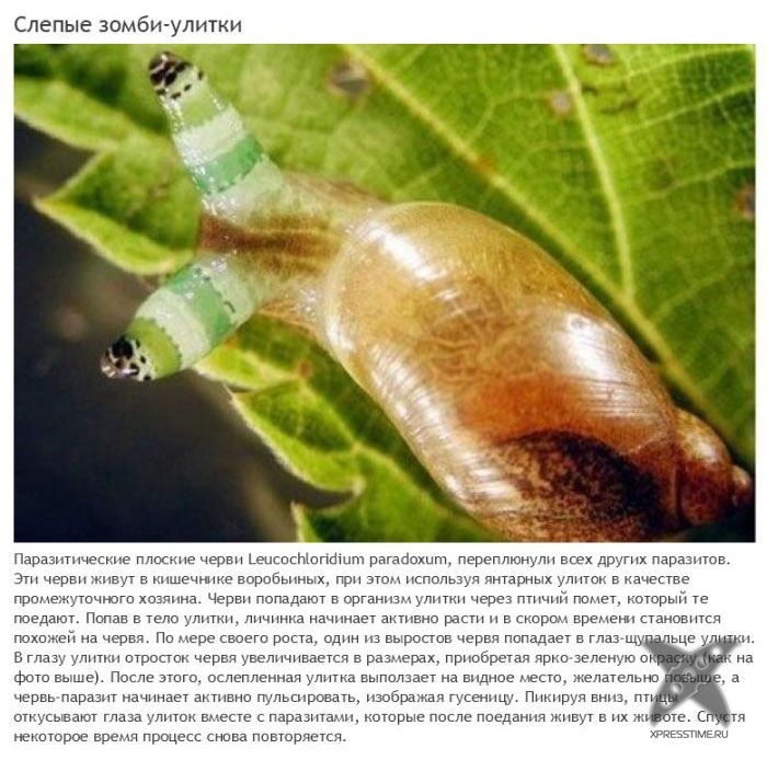 Зомби-паразиты