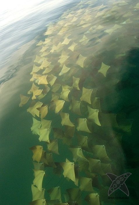 Миграция скатов