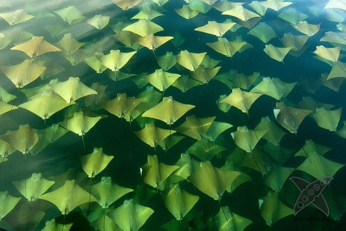 Миграция скатов