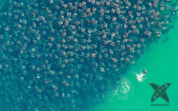 Миграция скатов