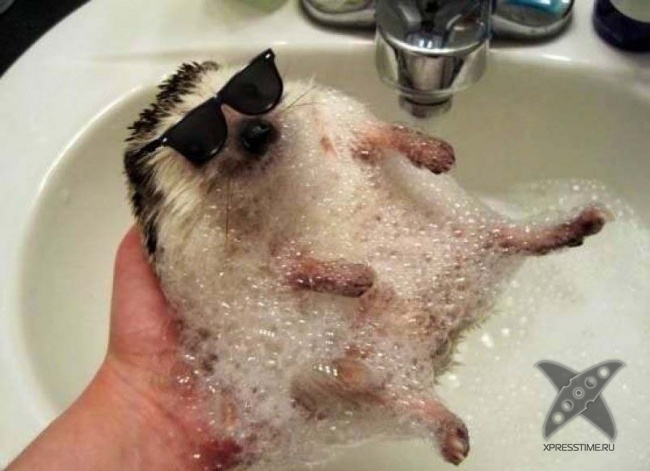 Нереально крутые животные