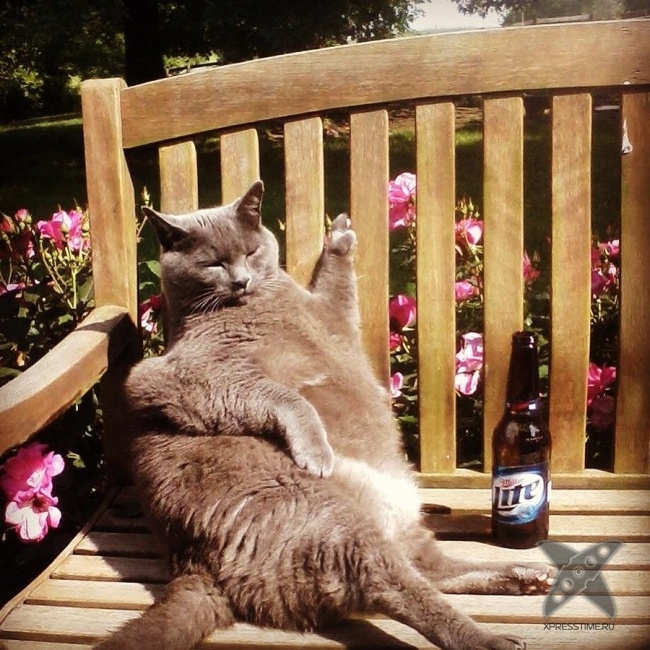 Нереально крутые животные