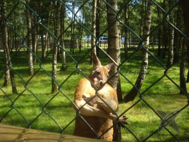 Нереально крутые животные