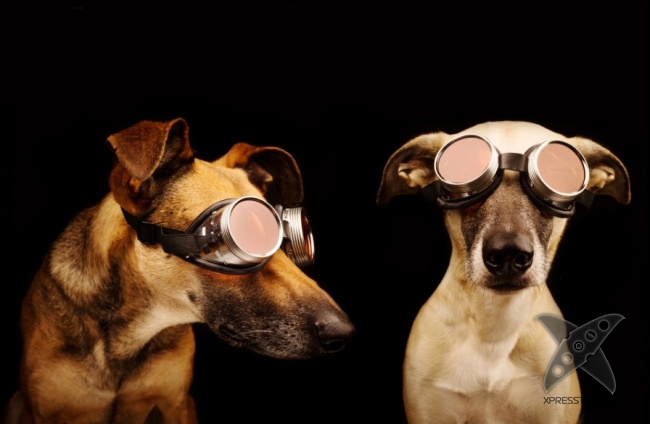 Нереально крутые животные