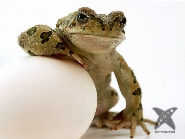 Нереально крутые животные