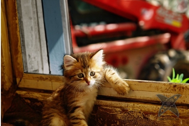 Нереально крутые животные