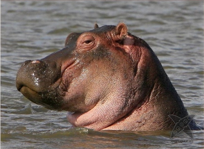 Нереально крутые животные