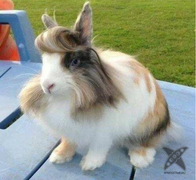 Нереально крутые животные