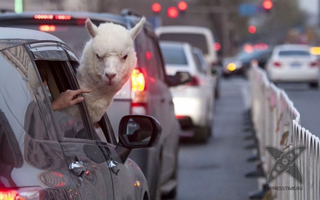 Нереально крутые животные