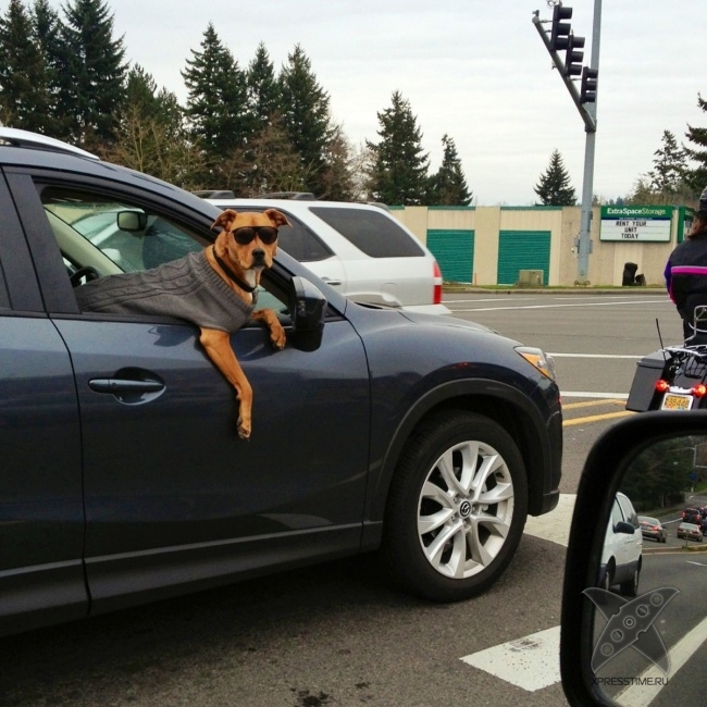 Нереально крутые животные