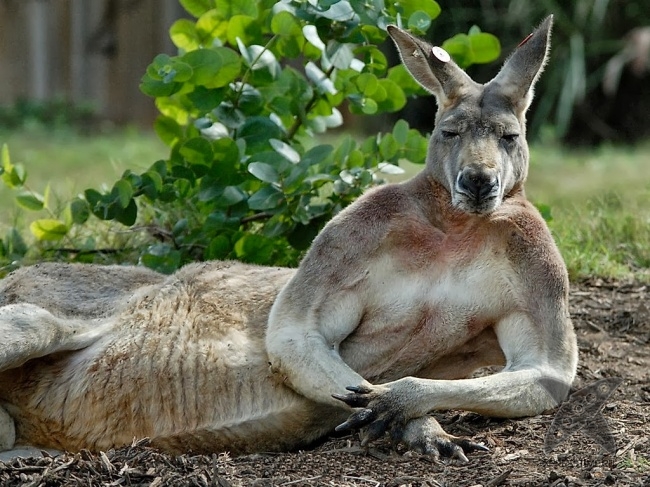 Нереально крутые животные