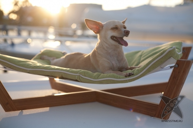 Нереально крутые животные