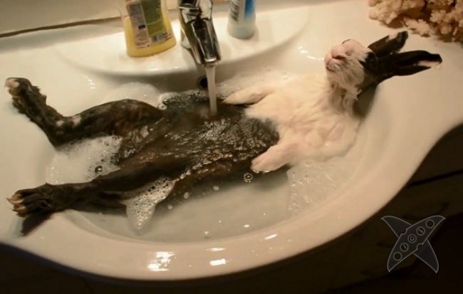 Нереально крутые животные