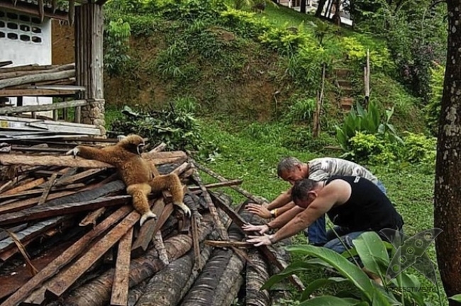 Нереально крутые животные
