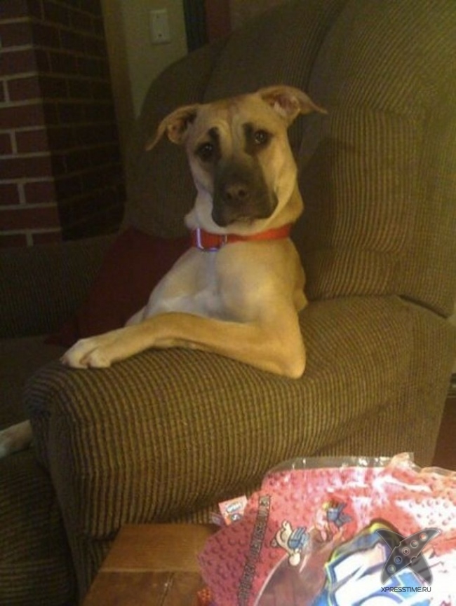 Нереально крутые животные