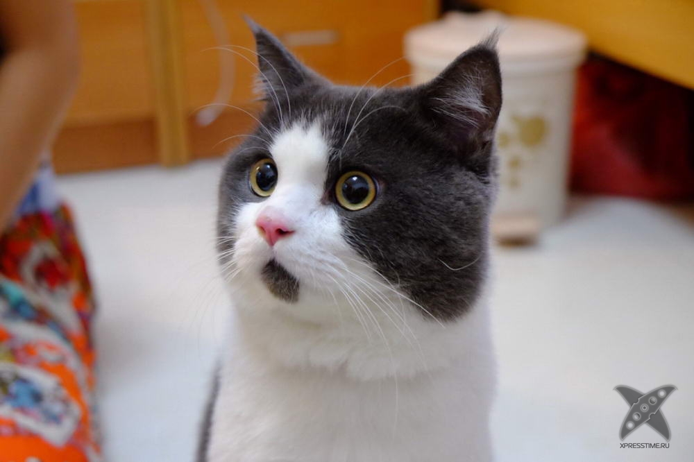 Удивленный котик