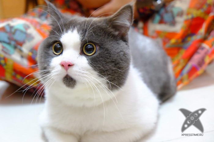 Удивленный котик