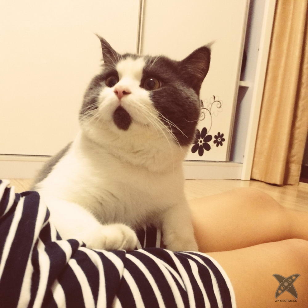 Удивленный котик