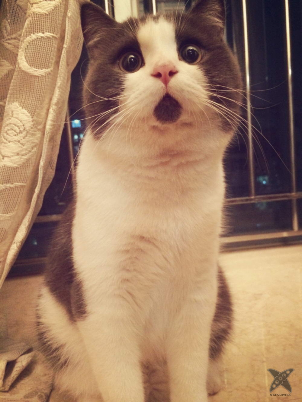 Удивленный котик