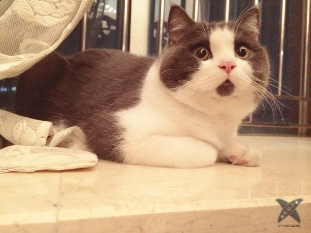 Удивленный котик