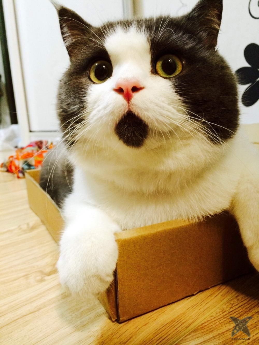 Удивленный котик